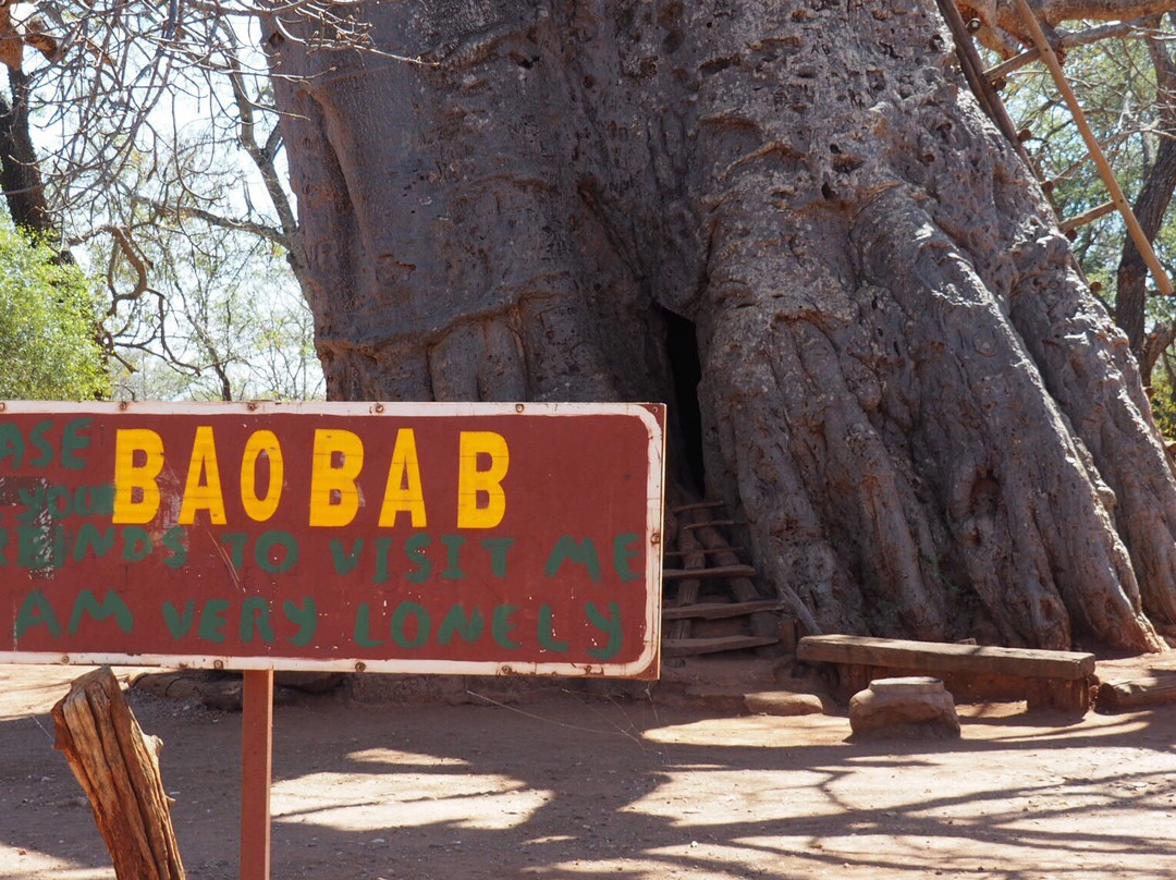 Big Boabab-Gravelotte必去景点