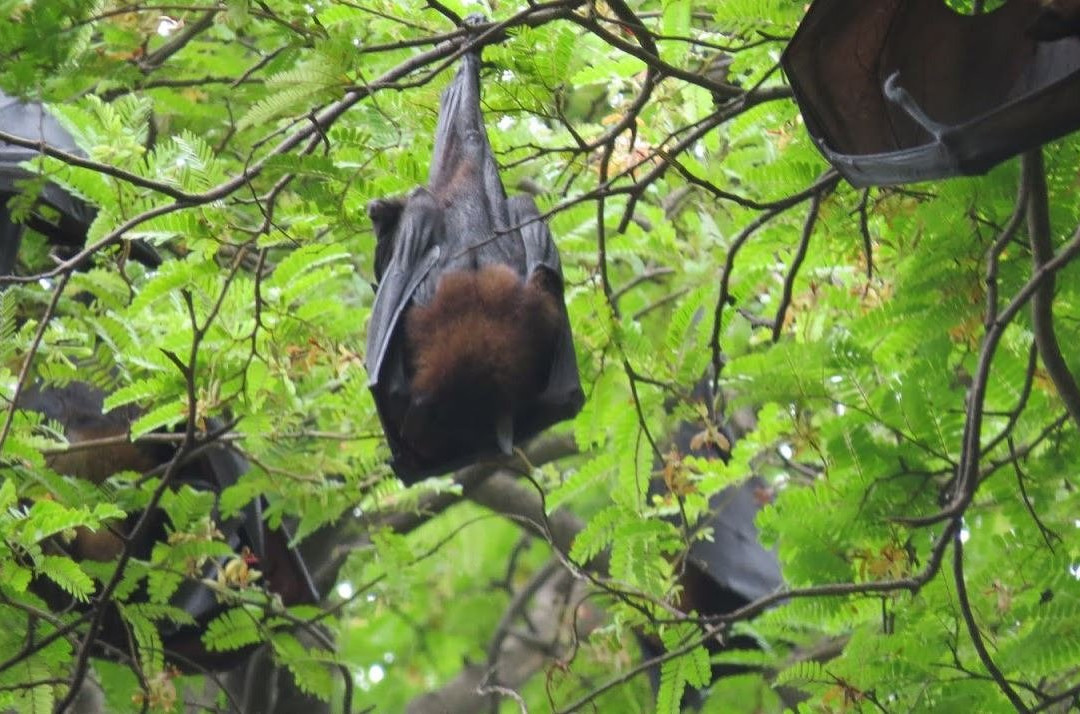 Peshwe Udyan Zoo-浦那必去景点