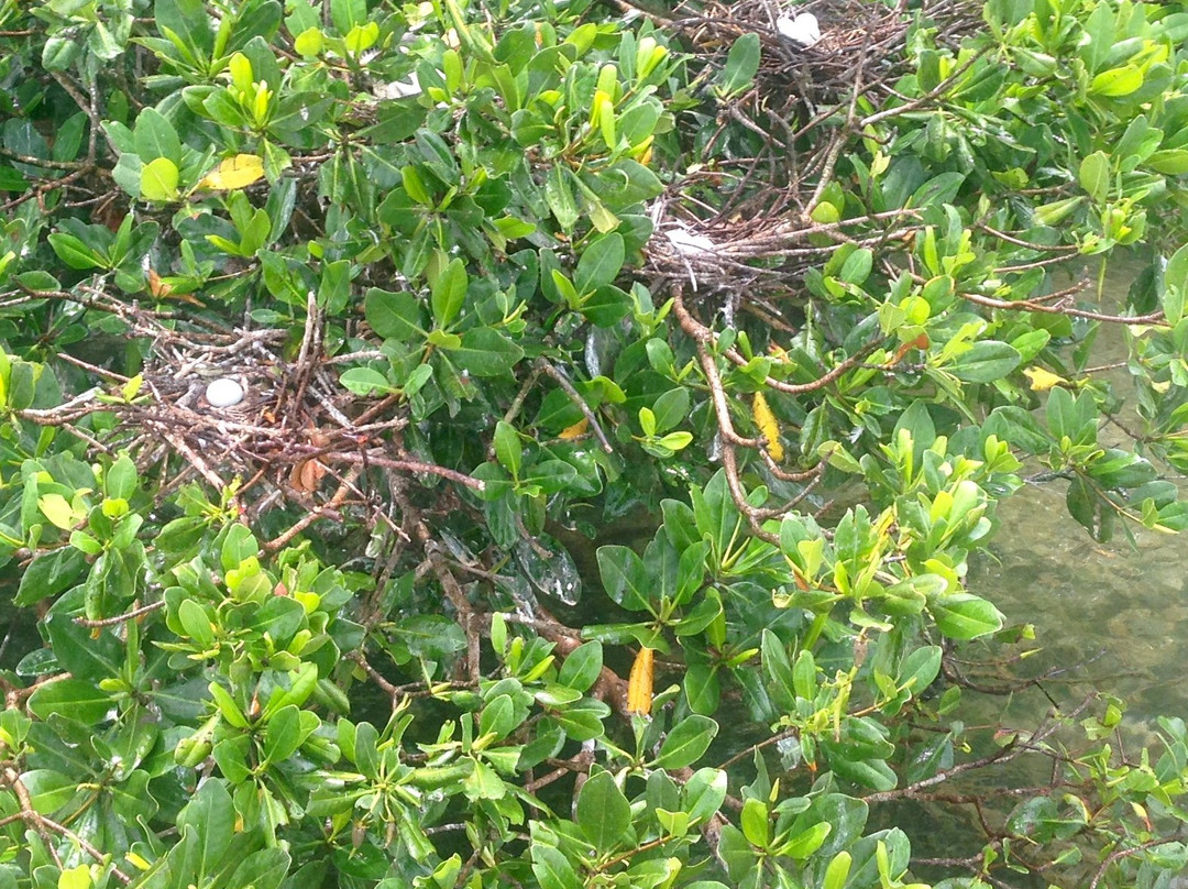 Akwapulsion, Eco Emotions-Petit-Canal必去景点