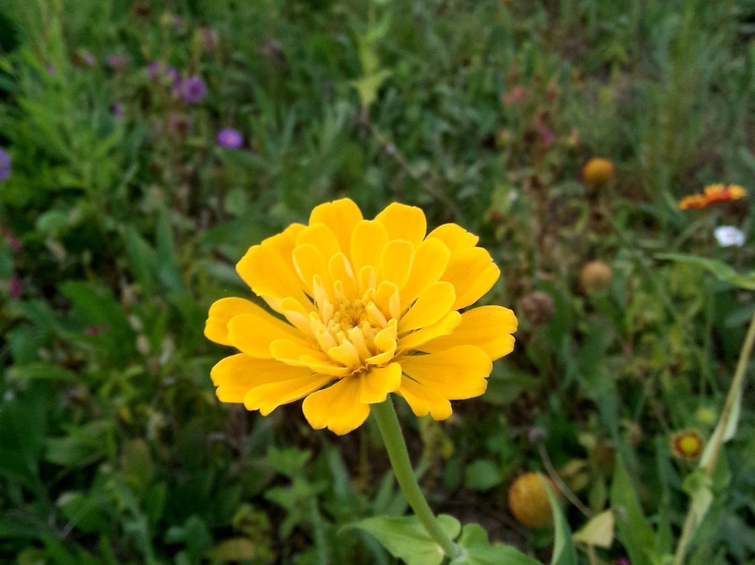 中国国花园-洛阳市必去景点