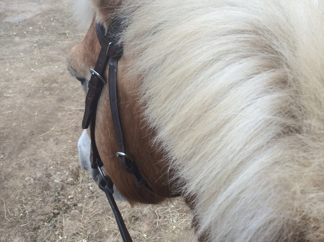 Rita's Stable-蒙托克必去景点