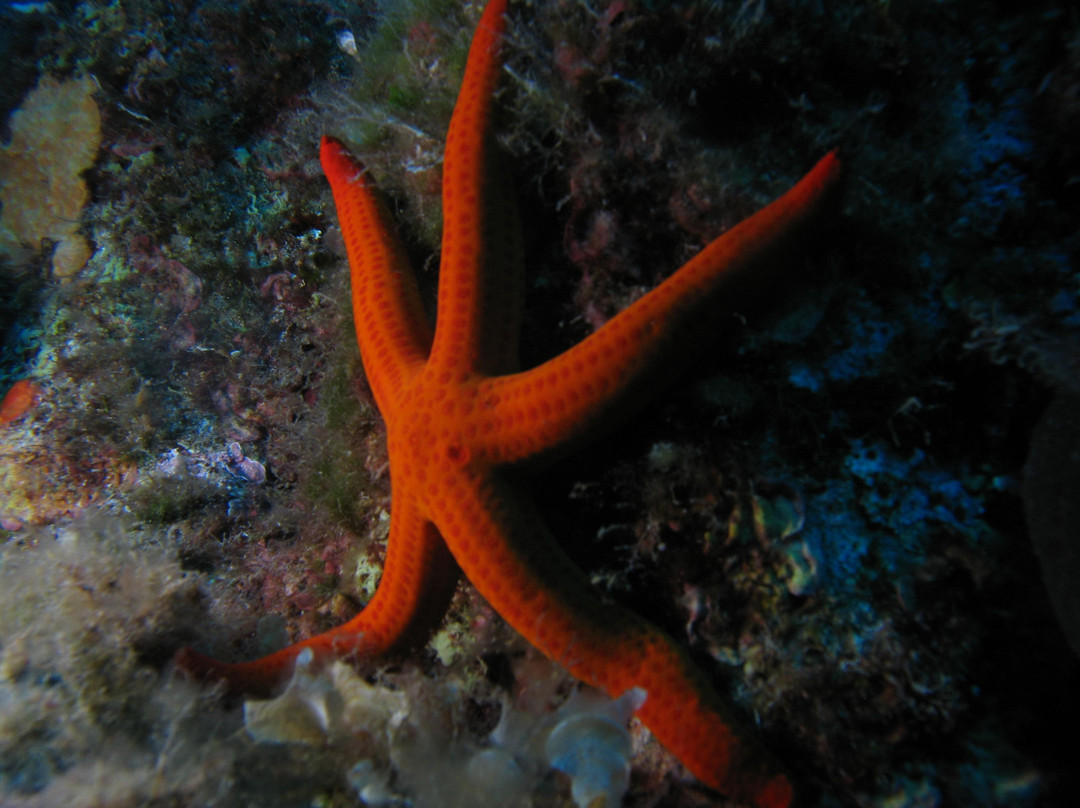 Easy Divers Rhodes-Charaki必去景点