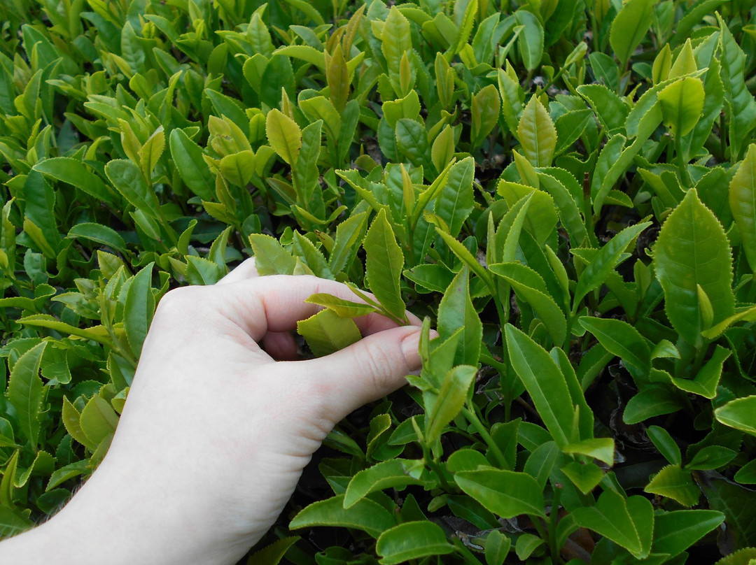 Bohyang Tea Farm-宝城郡必去景点