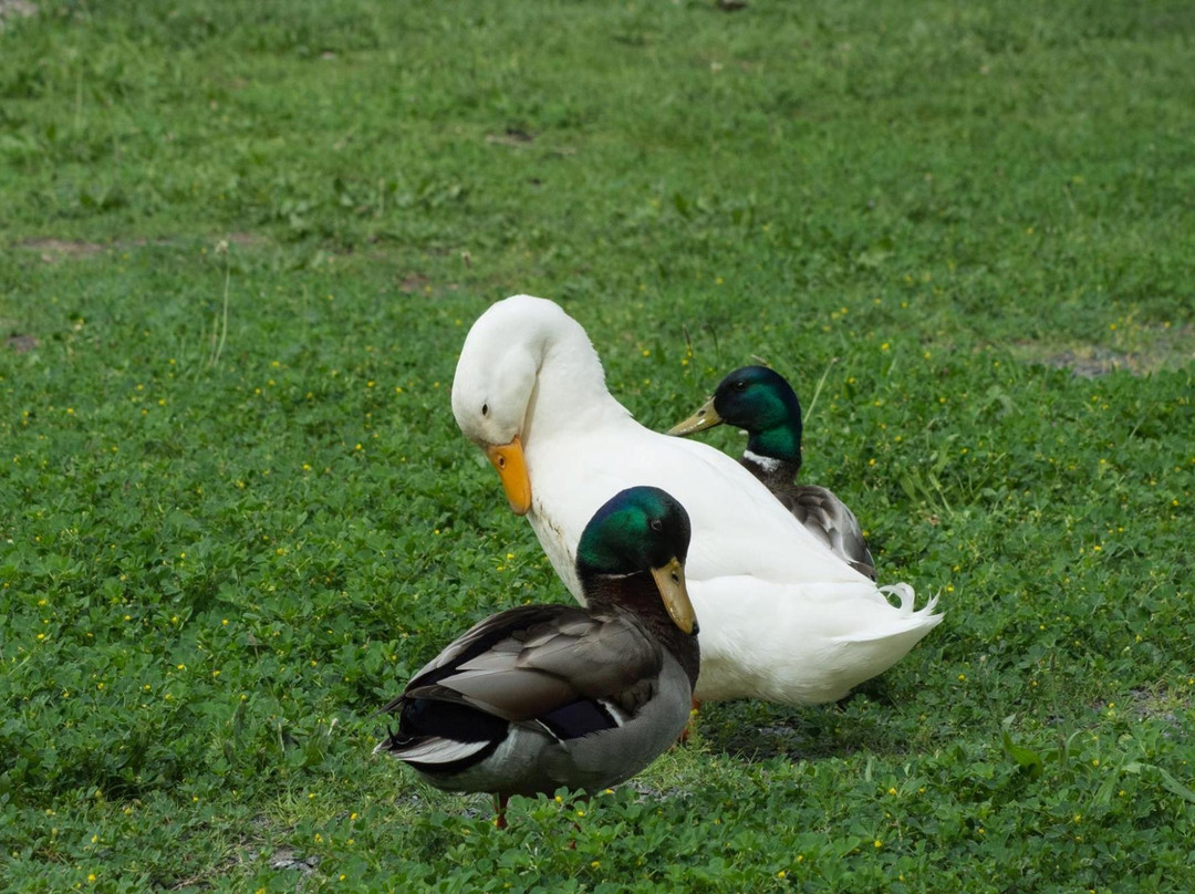 Contra Loma Regional Park-安条克必去景点