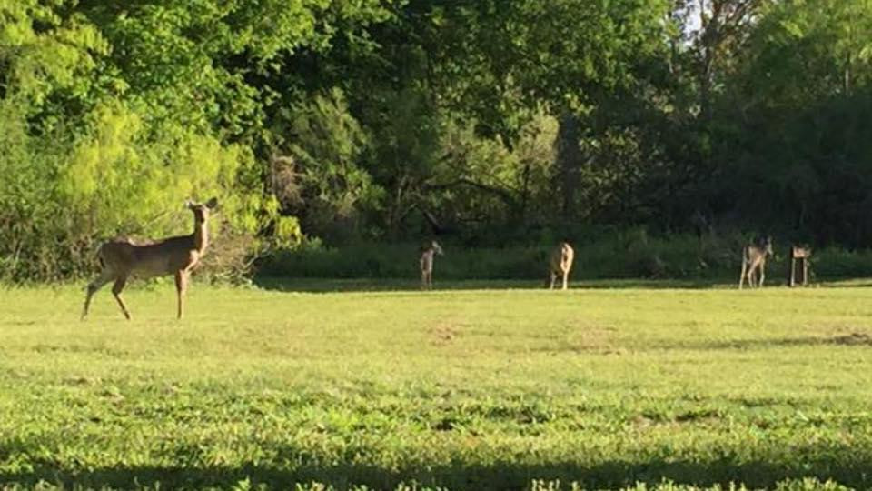 2024年1月Three Rivers旅游景点攻略Three Rivers旅游住宿,Three Rivers旅游美食猫途鹰
