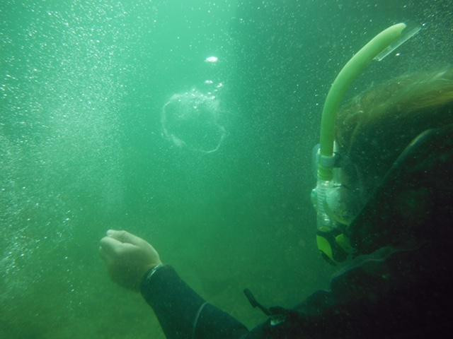 Pro Dive-悉尼必去景点