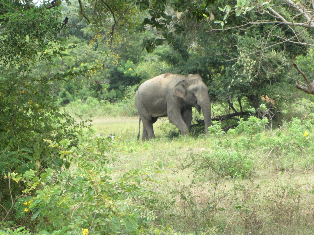 Okanda Devalaya-雅拉国家公园必去景点