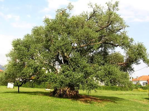 Olive Oil Tour-斯普利特必去景点