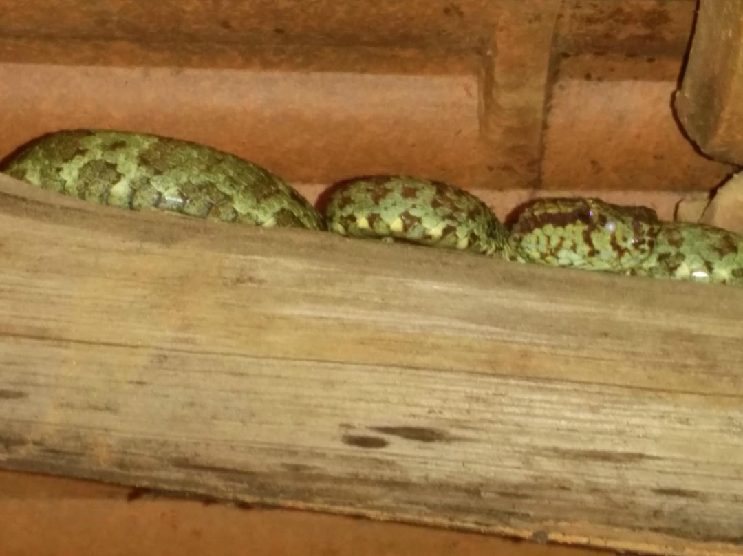 Agumbe Rainforest Research Station景点图片