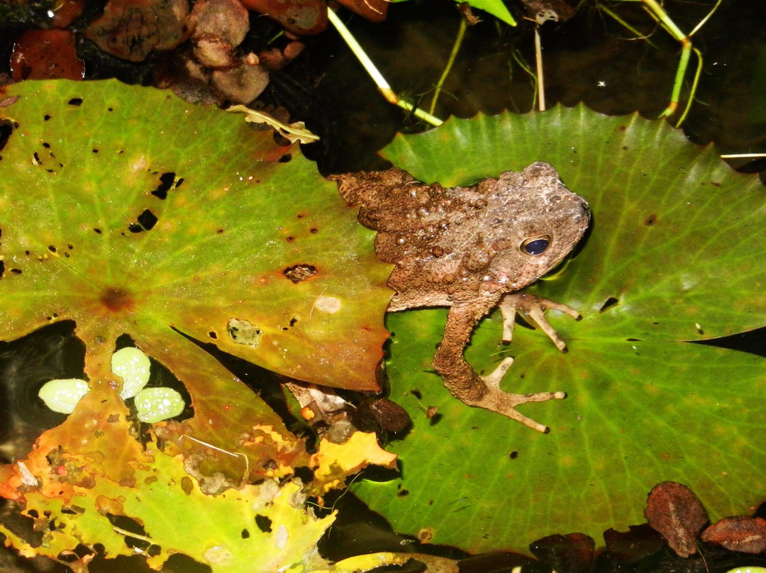Hala-Bala Wildlife Sanctuary景点图片