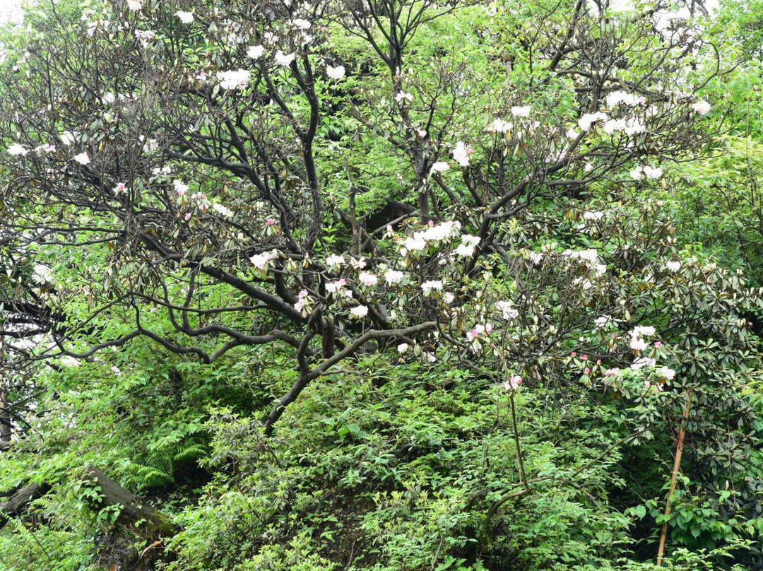 杜鹃花保护区-峨眉山市必去景点