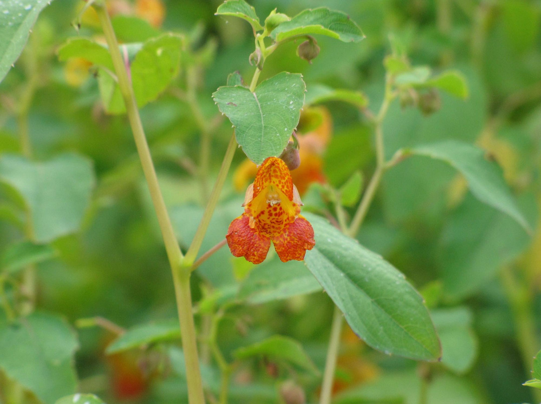 Rocky Fork Metro Park-韦斯特维尔必去景点