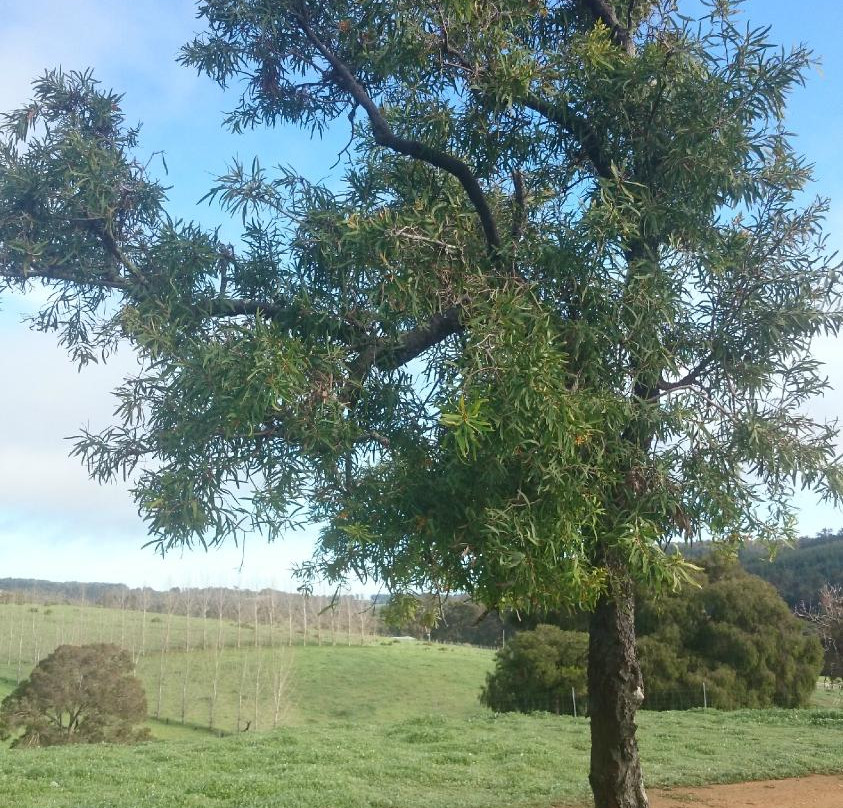 King Tree Lodge主图