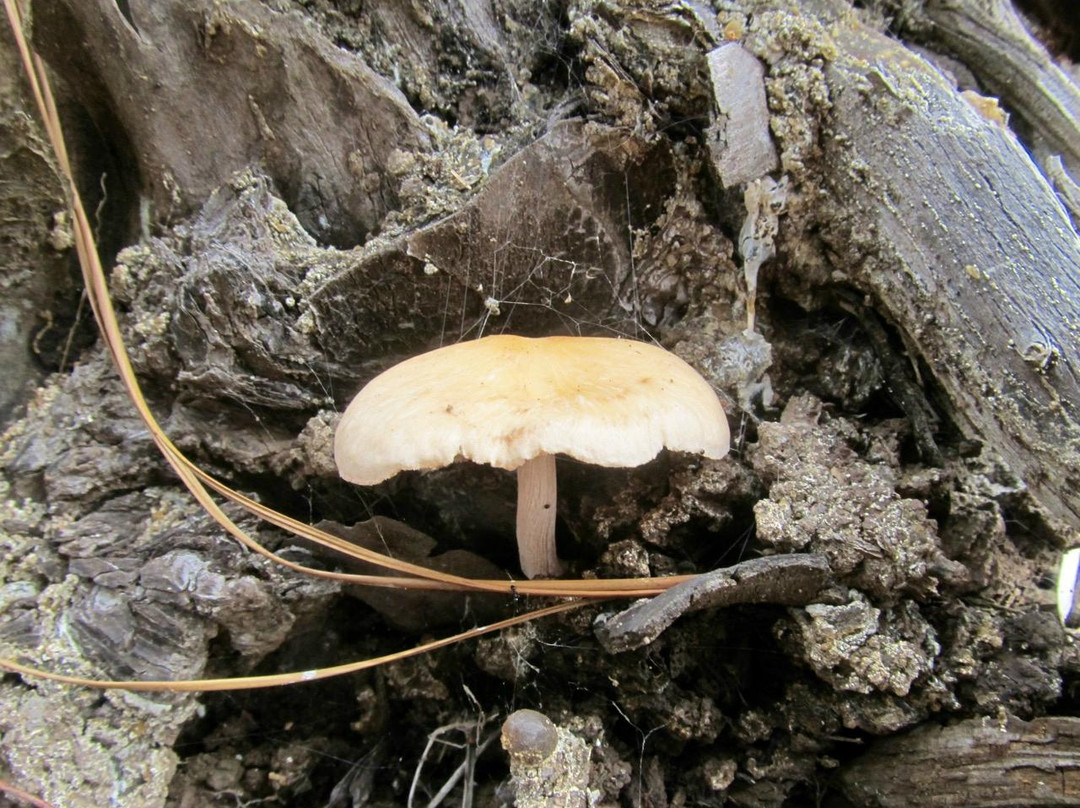 Kuaokalā Trail-怀厄奈必去景点