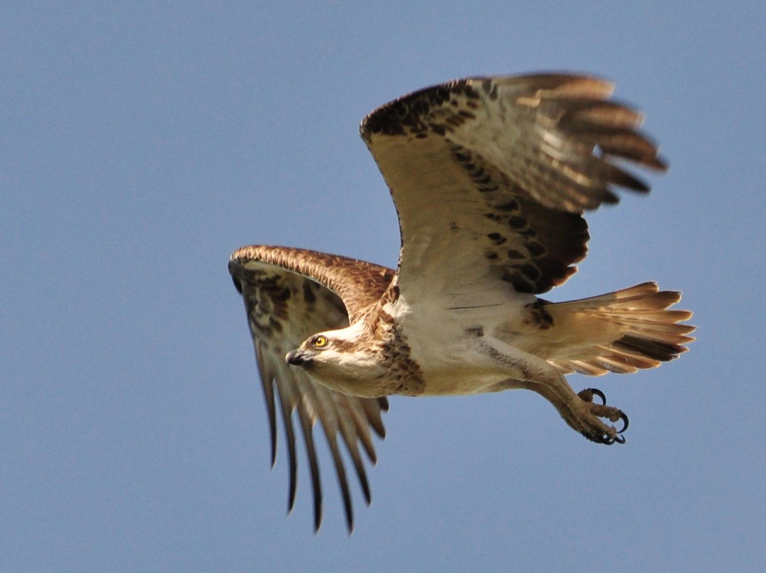 Osprey Environmental Centre Brisbane景点图片