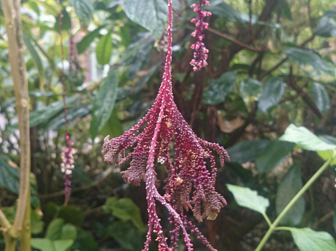 Utrecht University Botanic Gardens-乌特勒支必去景点