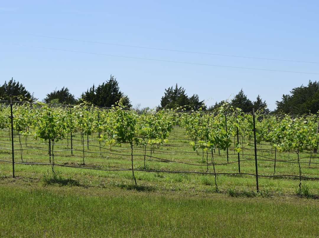 Majek Vineyard & Winery-Schulenburg必去景点