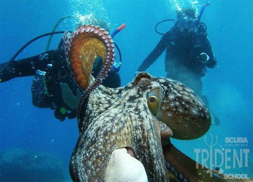 Trident Diving School-罗德斯必去景点