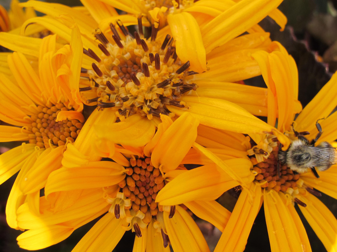 Central Experimental Farm-渥太华必去景点