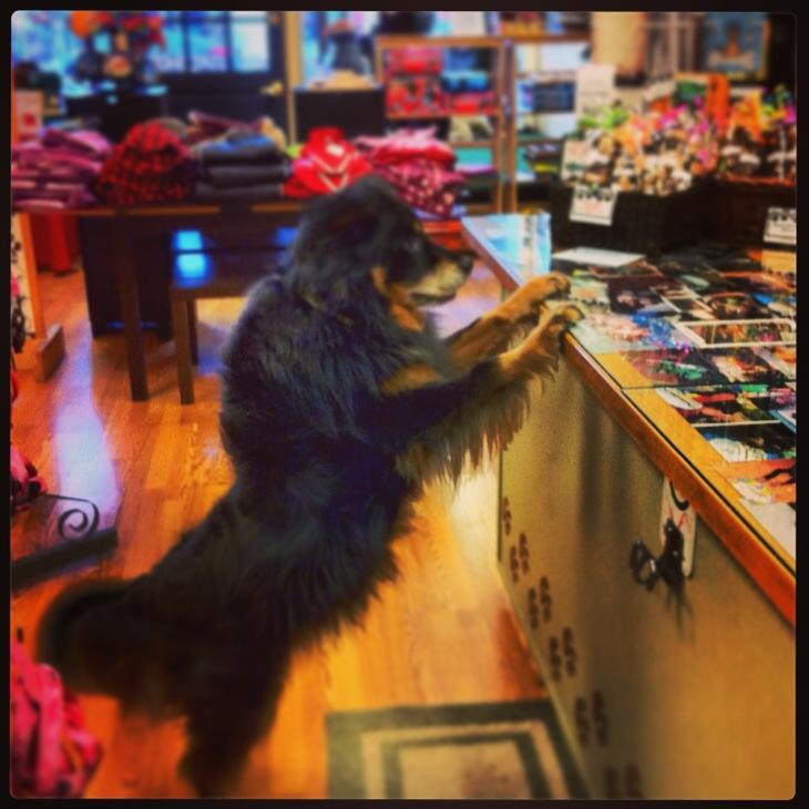 The Hungry Hound-Somerville必去景点