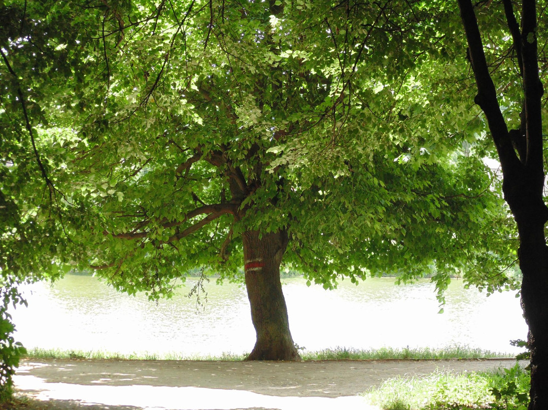 Park of Peoples Friendship-Vinnytsia必去景点