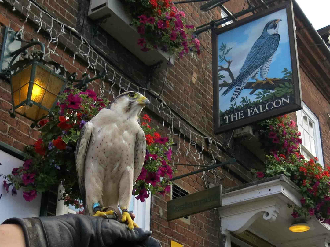 The falcon