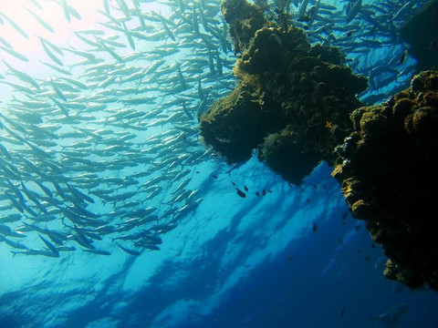 Diving Indo-沙努尔必去景点