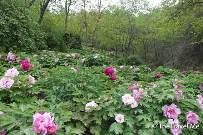 阿姑泉牡丹苑风景区-户县必去景点