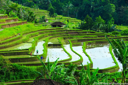 David Metcalf Photography-乌布必去景点