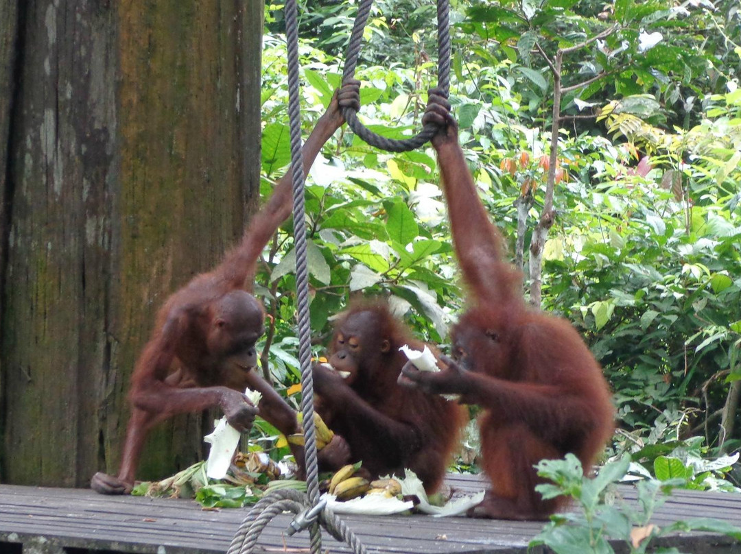 西必洛猿人保护区-西必洛必去景点