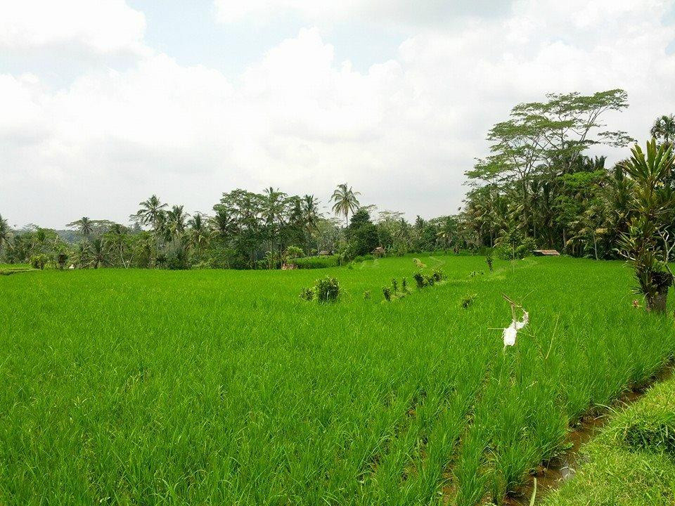 快乐自行车之旅-乌布必去景点