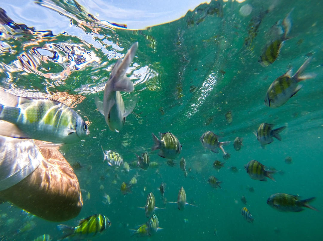 Asian Dolphins Day Tours-普吉镇必去景点