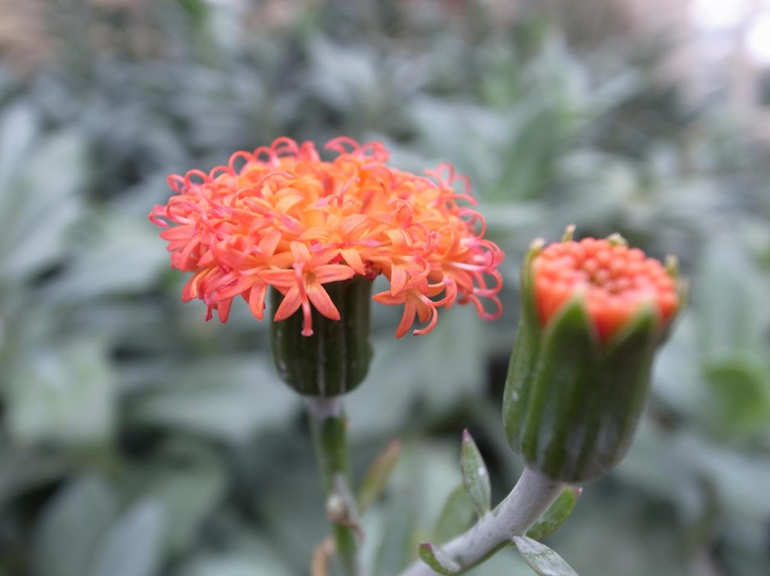 加菲尔植物园-芝加哥必去景点