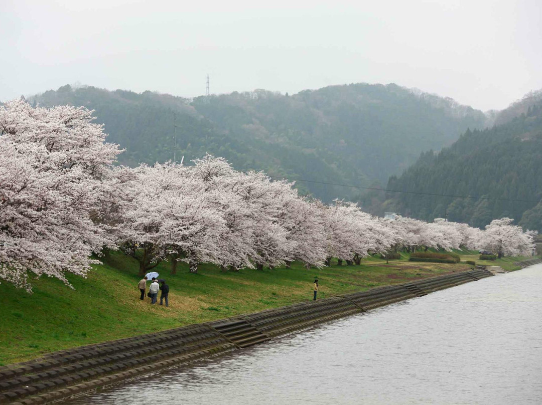 Hikawateibou Cherryblossom Street-云南市必去景点