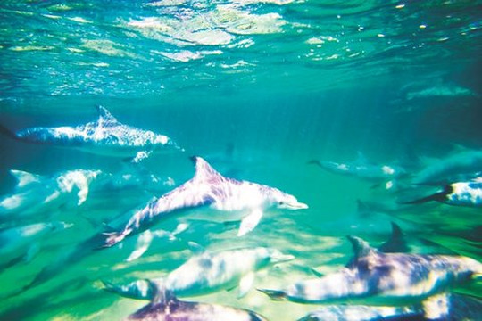 Kangaroo Island Marine Adventures