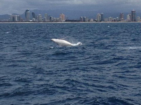Sea World Cruises-黄金海岸必去景点