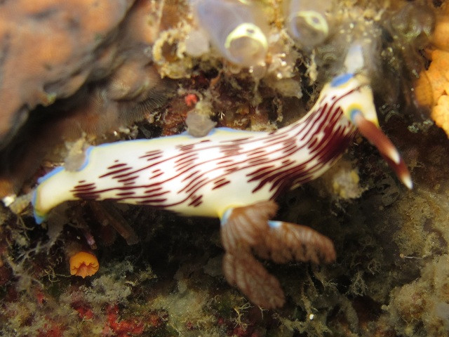 Sea Dog Diving景点图片