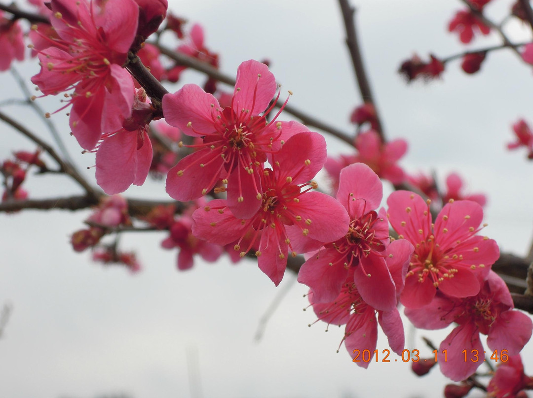 Anpachihyakubaien-安八町必去景点