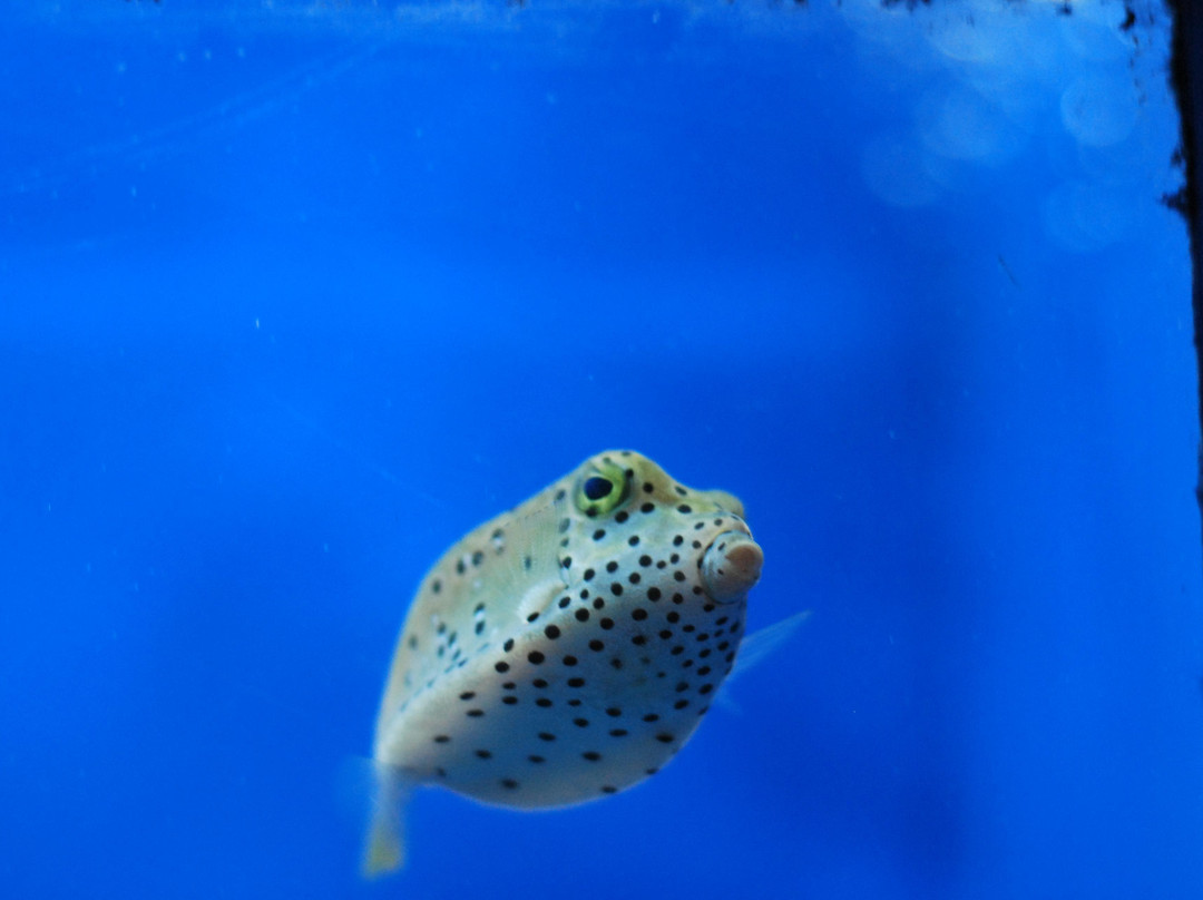 马尼拉海洋公园-马尼拉必去景点