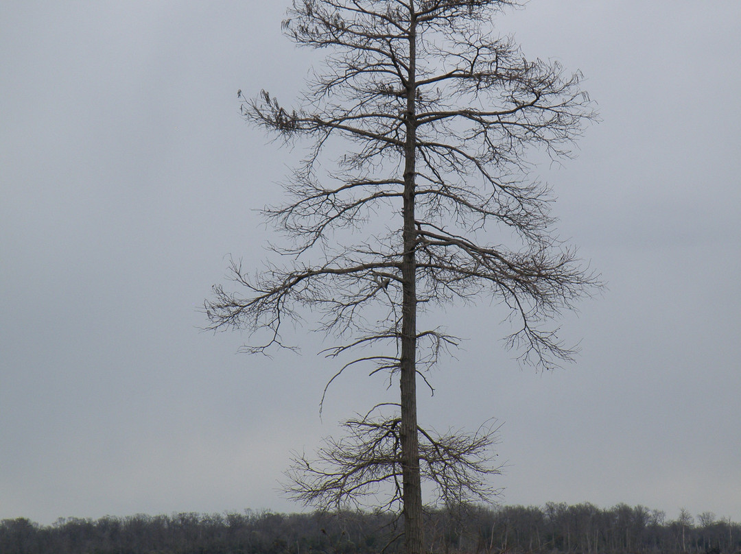 Great Dismal Swamp National Wildlife Refuge景点图片