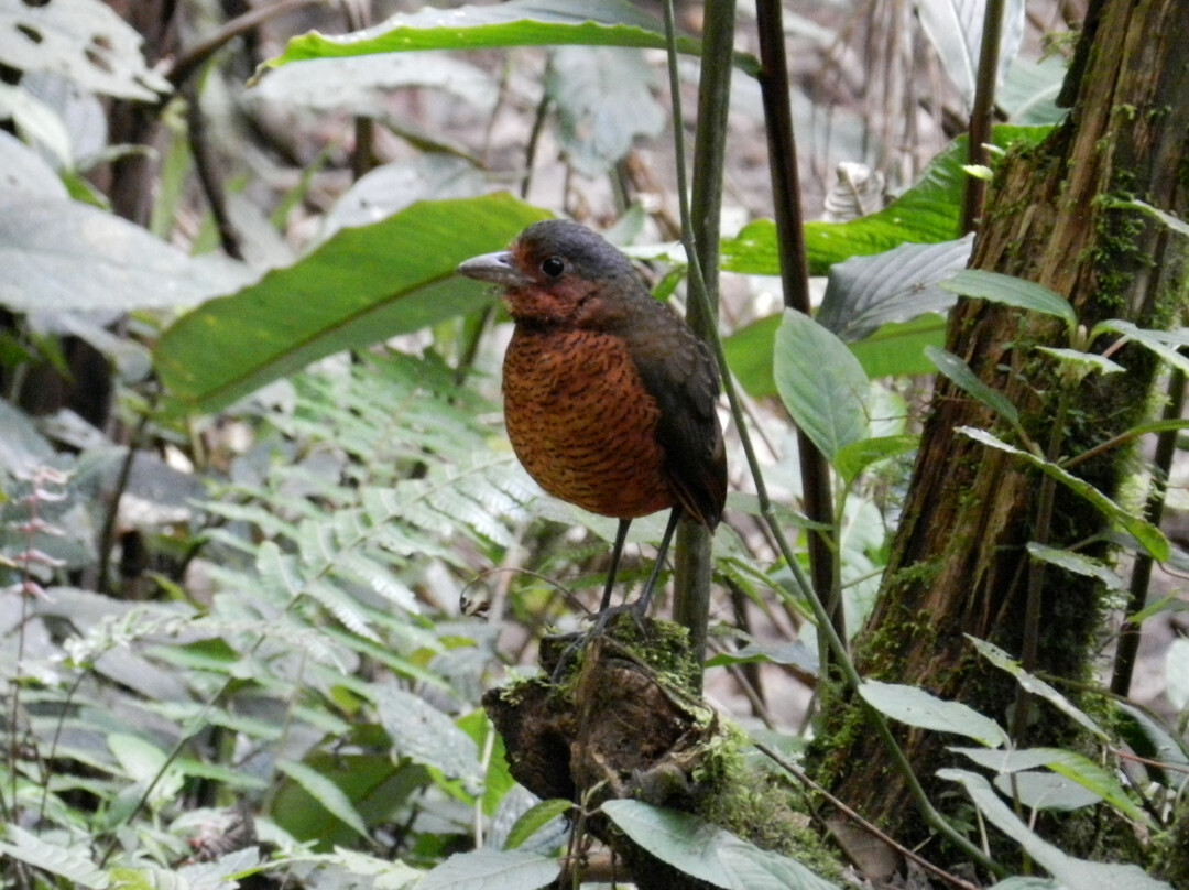 Paz de las Aves Bird Refuge景点图片