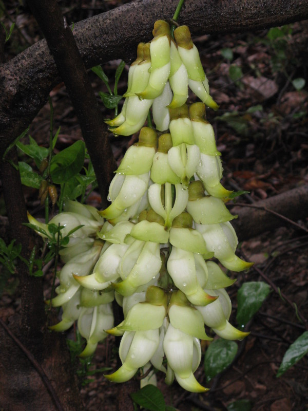 牛鱼嘴原始风景区-清远市必去景点