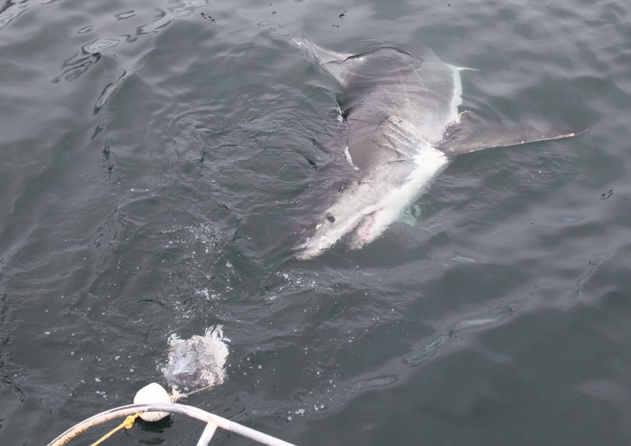 White Shark Ventures-Kleinbaai必去景点