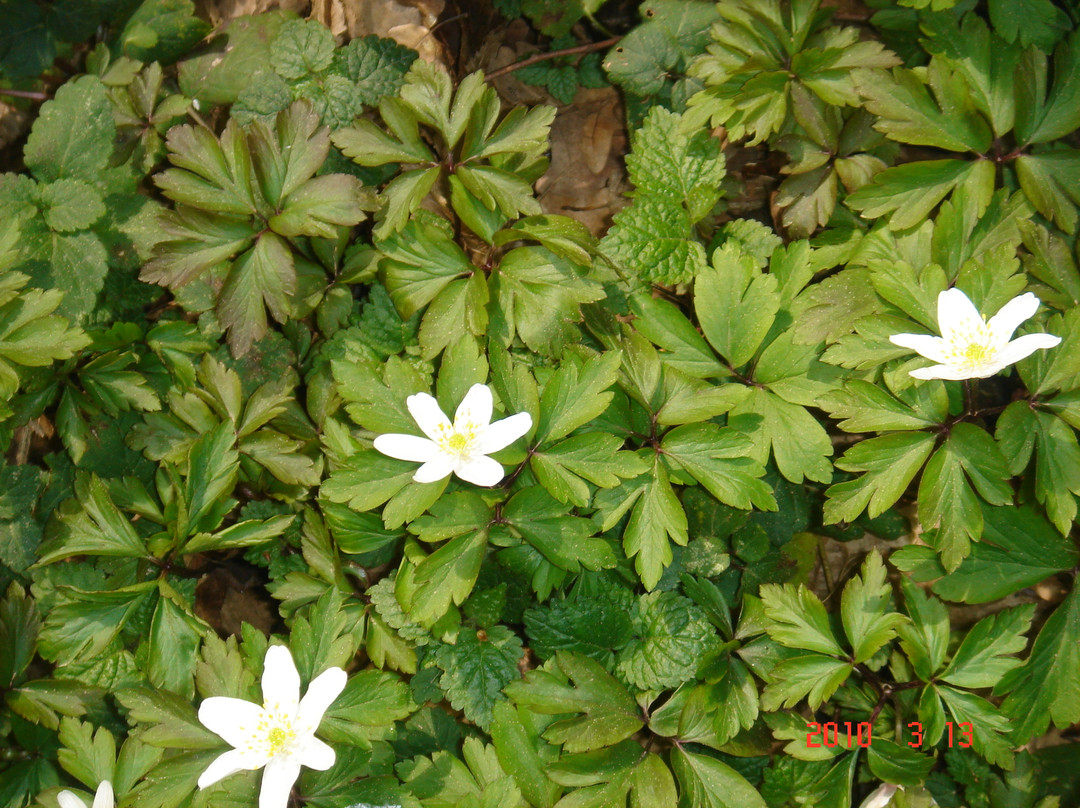 Belgrad Forest-伊斯坦布尔必去景点