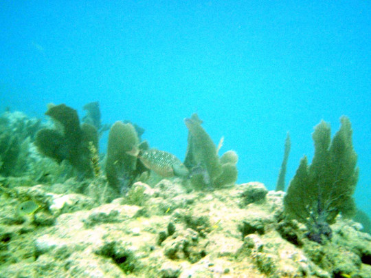 Lost Reef Adventures-基韦斯特必去景点