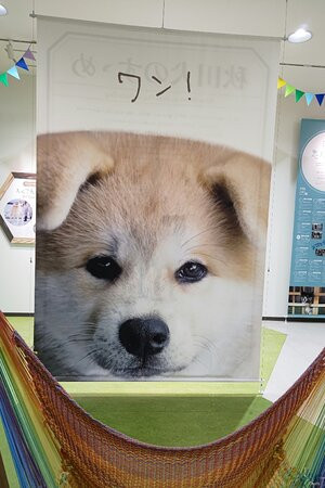 Akita Inu Fureaidokoro-大馆市必去景点