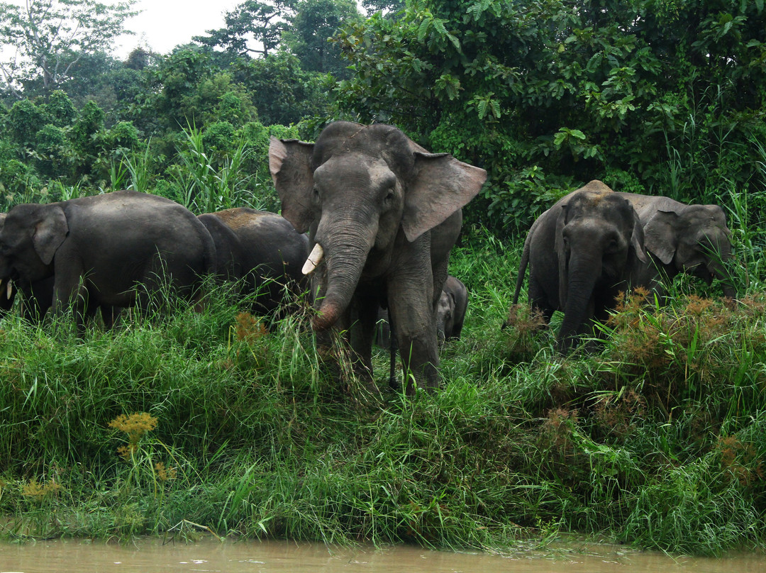 BORNEO NATURE LODGE-苏高必去景点