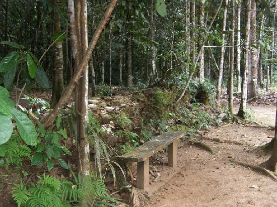 Iwokrama Canopy Walkway景点图片