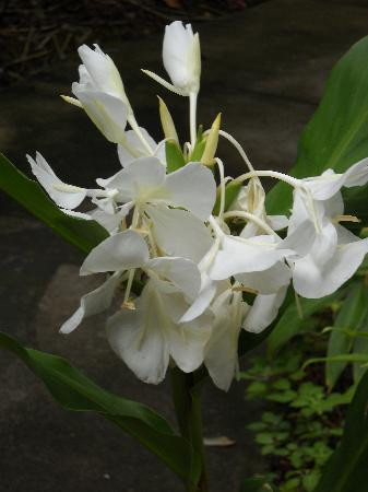 毛伊岛热带花园-怀露库必去景点