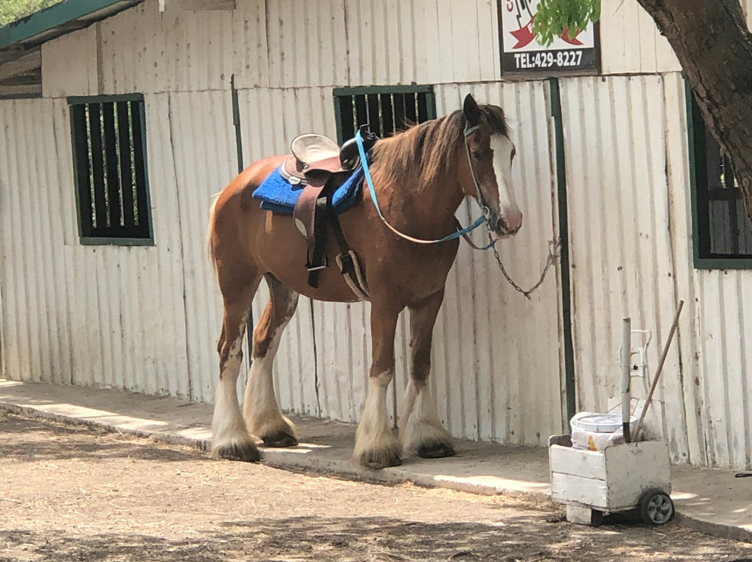 Codrington Riding Stables-Waterford必去景点